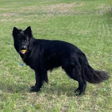 Er muss noch etwas lernen Eine tief verletzte Hundeseele