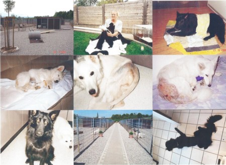 Hilfe für Tiere in Not Wer Hunde nicht gut behandelt, sollte nie mehr einen Hund halten dürfen